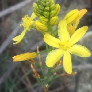 Bulbine glauca at Mount Taylor - 24 Oct 2018