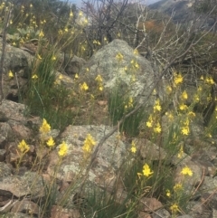 Bulbine glauca at Mount Taylor - 24 Oct 2018