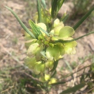 Dodonaea viscosa subsp. spatulata at Mount Taylor - 24 Oct 2018