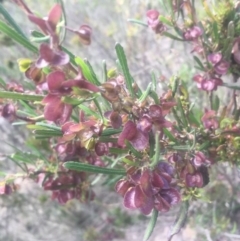 Dodonaea viscosa subsp. spatulata at Mount Taylor - 24 Oct 2018