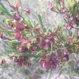 Dodonaea viscosa subsp. spatulata at Mount Taylor - 24 Oct 2018 09:27 AM