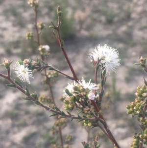 Kunzea ericoides at Mount Taylor - 23 Oct 2018 07:10 PM