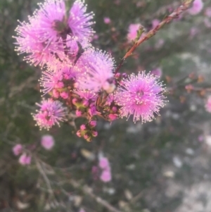 Kunzea parvifolia at Kambah, ACT - 23 Oct 2018