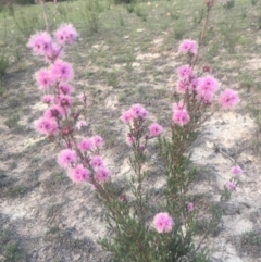 Kunzea parvifolia at Kambah, ACT - 23 Oct 2018 07:06 PM