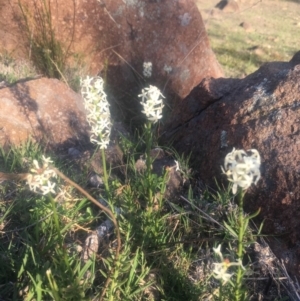 Stackhousia monogyna at Chifley, ACT - 23 Oct 2018 06:32 PM