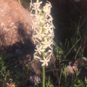 Stackhousia monogyna at Chifley, ACT - 23 Oct 2018 06:32 PM