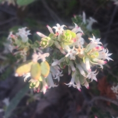 Brachyloma daphnoides at Chifley, ACT - 23 Oct 2018