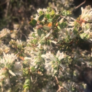 Brachyloma daphnoides at Chifley, ACT - 23 Oct 2018