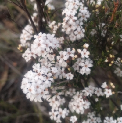 Leucopogon or Styphelia sp. (A Beard-heath) at Kambah, ACT - 23 Oct 2018 by George