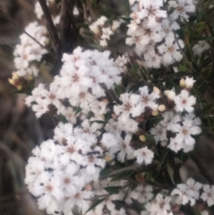 Leucopogon or Styphelia sp. at Kambah, ACT - 23 Oct 2018