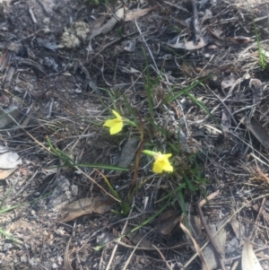 Diuris chryseopsis at Kambah, ACT - 7 Oct 2018