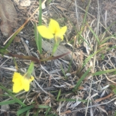 Diuris chryseopsis at Kambah, ACT - 7 Oct 2018