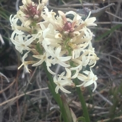 Stackhousia monogyna (Creamy Candles) at Pearce, ACT - 5 Oct 2018 by George