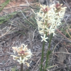 Stackhousia monogyna at Pearce, ACT - 5 Oct 2018