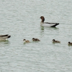 Chenonetta jubata (Australian Wood Duck) at Yarralumla, ACT - 28 Oct 2018 by RodDeb