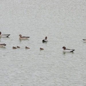 Chenonetta jubata at Yarralumla, ACT - 29 Oct 2018