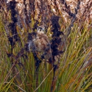 Falco berigora at Molonglo Valley, ACT - 29 Oct 2018