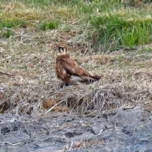 Falco berigora at Molonglo Valley, ACT - 29 Oct 2018