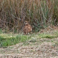 Falco berigora at Molonglo Valley, ACT - 29 Oct 2018