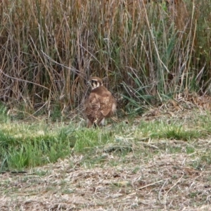 Falco berigora at Molonglo Valley, ACT - 29 Oct 2018