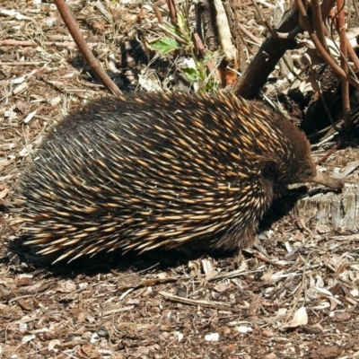 Tachyglossus aculeatus (Short-beaked Echidna) at ANBG - 29 Oct 2018 by RodDeb