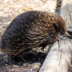 Tachyglossus aculeatus at Acton, ACT - 29 Oct 2018