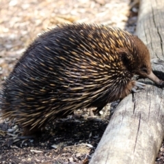 Tachyglossus aculeatus at Acton, ACT - 29 Oct 2018