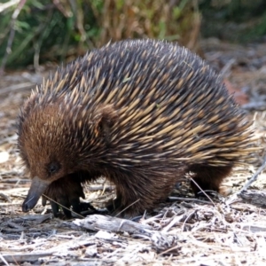 Tachyglossus aculeatus at Acton, ACT - 29 Oct 2018
