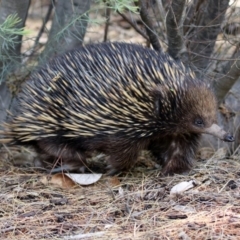 Tachyglossus aculeatus at Acton, ACT - 29 Oct 2018