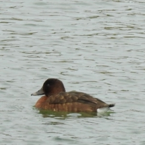 Aythya australis at Molonglo Valley, ACT - 29 Oct 2018