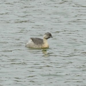 Poliocephalus poliocephalus at Molonglo Valley, ACT - 29 Oct 2018