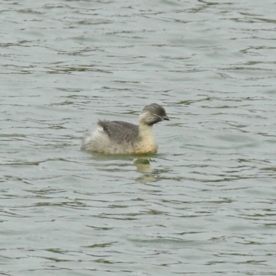 Poliocephalus poliocephalus (Hoary-headed Grebe) at National Arboretum Forests - 28 Oct 2018 by RodDeb