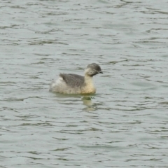 Poliocephalus poliocephalus (Hoary-headed Grebe) at Molonglo Valley, ACT - 28 Oct 2018 by RodDeb