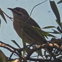 Caligavis chrysops (Yellow-faced Honeyeater) at National Zoo and Aquarium - 29 Oct 2018 by RodDeb