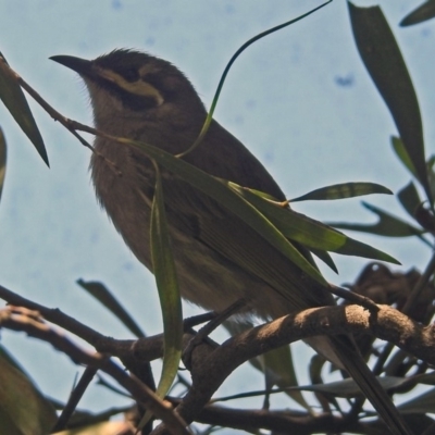 Caligavis chrysops (Yellow-faced Honeyeater) at Molonglo Valley, ACT - 29 Oct 2018 by RodDeb