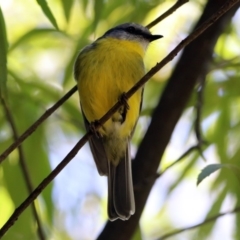 Eopsaltria australis (Eastern Yellow Robin) at ANBG - 29 Oct 2018 by RodDeb