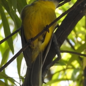 Eopsaltria australis at Acton, ACT - 29 Oct 2018