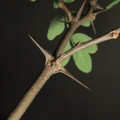 Robinia pseudoacacia (Black Locust) at Pine Island to Point Hut - 29 Oct 2018 by michaelb