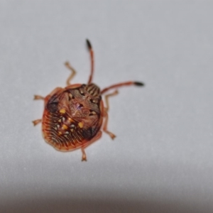 Pentatomidae (family) at Wamboin, NSW - 4 Oct 2018 07:38 PM