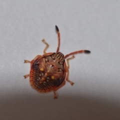 Pentatomidae (family) at Wamboin, NSW - 4 Oct 2018