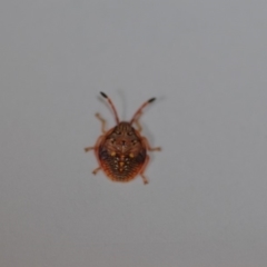 Pentatomidae (family) at Wamboin, NSW - 4 Oct 2018 07:38 PM