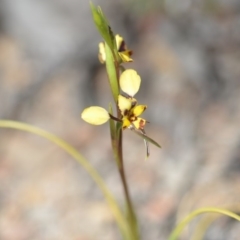 Diuris pardina (Leopard Doubletail) at Wamboin, NSW - 8 Oct 2018 by natureguy