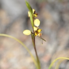 Diuris pardina at Wamboin, NSW - 8 Oct 2018