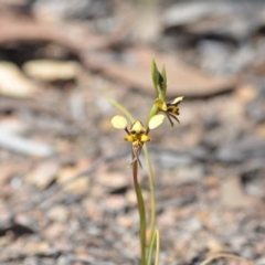 Diuris pardina at Wamboin, NSW - 8 Oct 2018