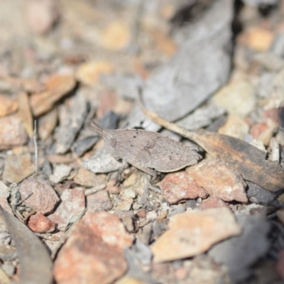 Goniaea sp. (genus) (A gumleaf grasshopper) at Wamboin, NSW - 8 Oct 2018 by natureguy