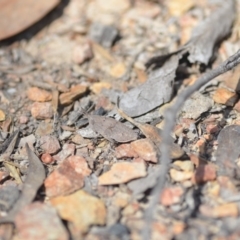 Goniaea sp. (genus) at Wamboin, NSW - 8 Oct 2018 02:02 PM