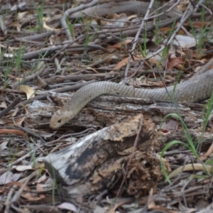 Pseudonaja textilis at Fyshwick, ACT - 8 Oct 2018