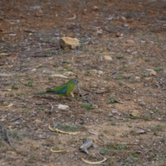 Neophema pulchella (Turquoise Parrot) at Fyshwick, ACT - 8 Oct 2018 by natureguy