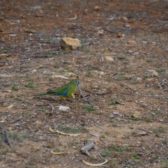 Neophema pulchella (Turquoise Parrot) at Jerrabomberra Wetlands - 8 Oct 2018 by natureguy