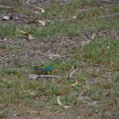 Neophema pulchella at Fyshwick, ACT - suppressed